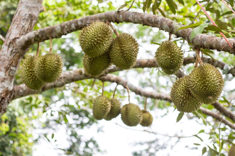 Ilustrasi tanaman durian, pohon durian. 