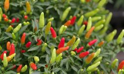 Cara Menanam Cabai di Pot, Cocok untuk Pencinta Sambal