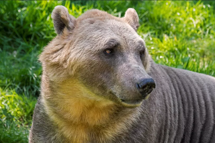 Penampakan beruang pizzly. Beruang ini diprediksi dapat bertahanan di alam liar karena memiliki keuntungan anatomi yang didapat dari beruang kutub dan grizzly.

