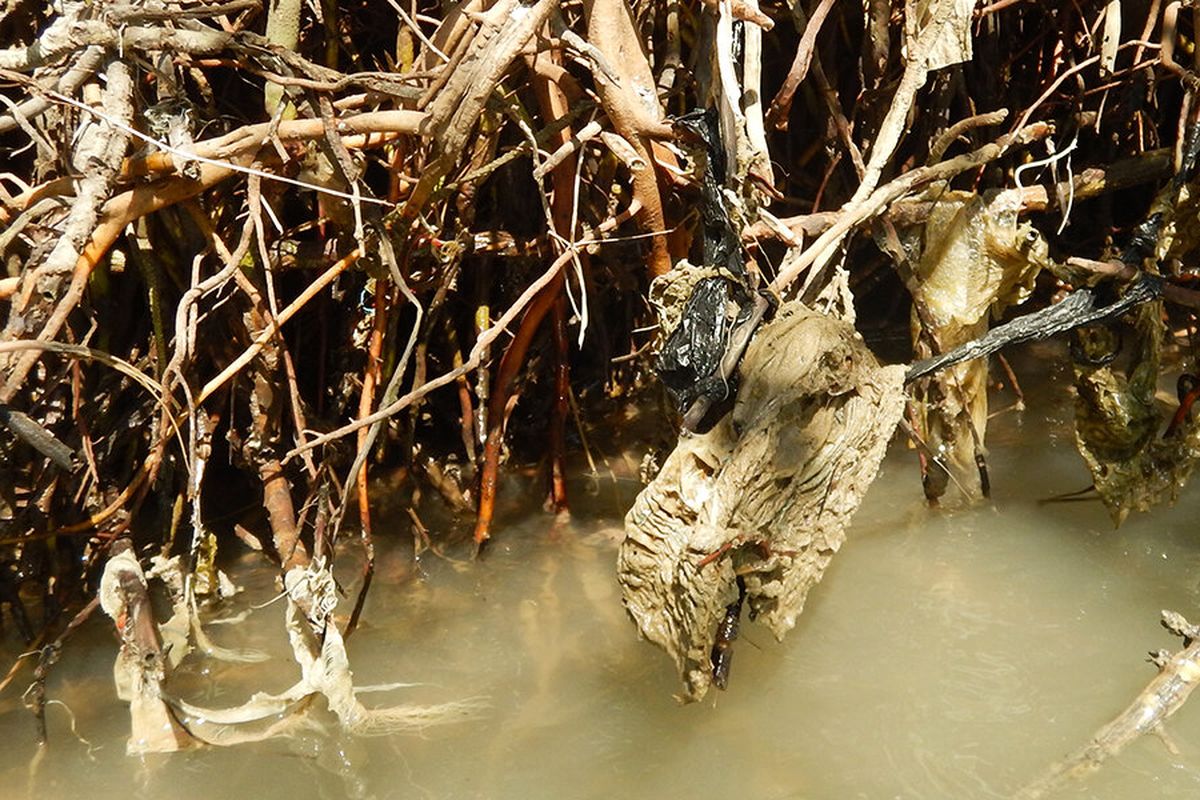 Sampah-sampah plastik terperangkap di antara akar pohon bakau di perairan utara Jawa. Sampah plastik mengancam kawasan hutan mangrove.