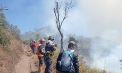 Pemulihan Kawasan Bromo Pasca-Kebakaran Perlu Pertimbangkan Karakter Ekosistem