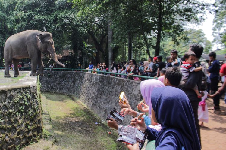 Pengunjung mengamati Gajah Sumatera (Elephas maximus sumatranus) saat berlibur di Taman Margasatwa Ragunan, Jakarta Selatan, Kamis (26/12/2019). Liburan Natal dan Tahun Baru 2019/20 dimanfaatkan sebagaian masyarakat untuk berkunjung ke sejumlah tempat wisata.