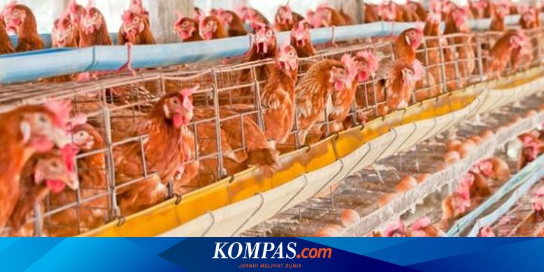 perusahaan ternak ayam di indonesia