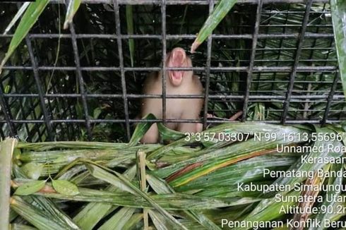 Monyet Serang Warga, Kawanan Masuk Rumah, Anak 5 Tahun Digigit Sampai Dapat 40 Jahitan
