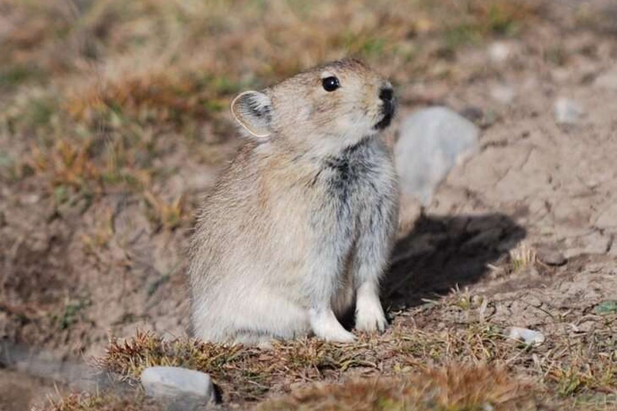 Mamalia kecil bernama Pika mampu bertahan hidup di ketinggian 4000 meter
