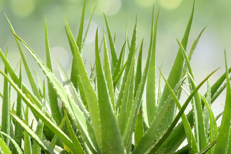 Cara Menanam Lidah Buaya Di Dalam Dan Luar Ruangan