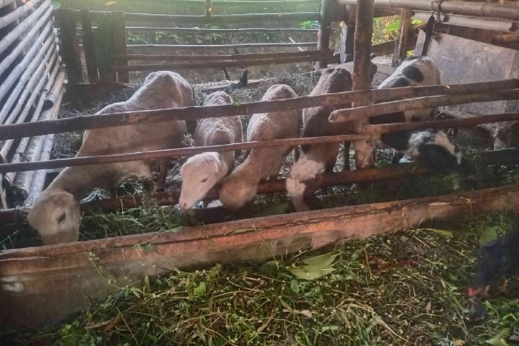 Dua Ekor Domba Betina dan Harapan yang Terus Bertumbuh