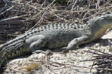 Bocah Australia yang Diserang Buaya Dipastikan Tewas