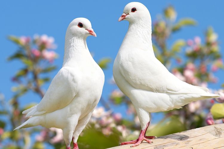 8 Fakta Menarik Burung Merpati, Veteran Perang dan Bisa Deteksi Kanker ...