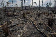 Apa yang Terjadi pada Bumi jika Hutan Hujan Amazon Terbakar Habis?