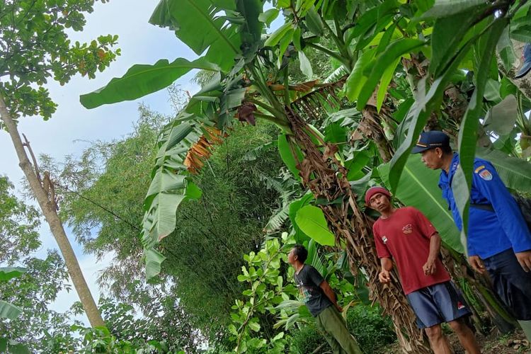 Lokasi warga tersengat tawon hingga pingsan di atas pohon di Desa Sikampuh, Kecamatan Kroya, Kabupaten Cilacap, Jawa Tengah, Jumat (8/3/2024).