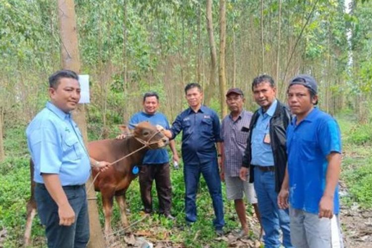 Satu dari 361 ekor sapi yang didonasikan APP Group ke masyarakat, melalui sejumlah  pabriknya. Tampak penyerahan yang dilakukan perwakilan PT Indah Kiat Pulp & Paper  Perawang Mill, Riau. 