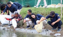 Perkuat Usaha Masyarakat Pesisir, Agrinas Jaladri Salurkan 19.500 Benih Ikan
