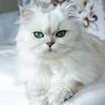 Kucing Persia Vs Himalaya, Ini Perbedaannya