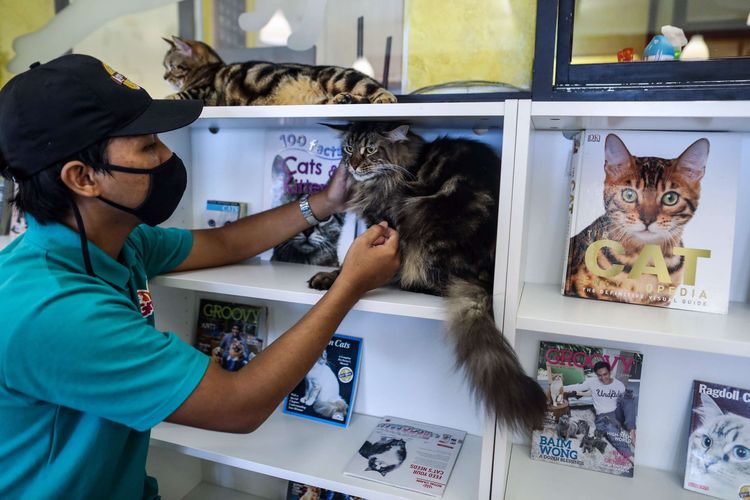 Pekerja melakukan perawatan terhadap kucing peliharaan di Kopi Cat Cafe by Groovy, Kemang, Jakarta Selatan, Jumat (15/5/2020). Menanggapi imbauan pemerintah untuk melakukan jaga jarak sosial, kafe hewan Kopi Cat Cafe by Groovy tutup sementara.