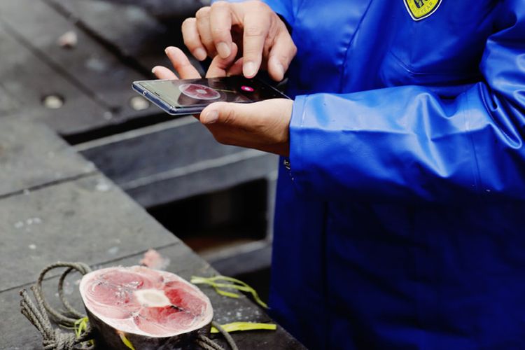 Tuna Scope, aplikasi smartphone untuk menilai kualitas tuna terbaik. 