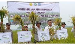Kementan dan Provinsi Banten Kembangkan Padi Varietas Biosalin untuk Wilayah Pesisir