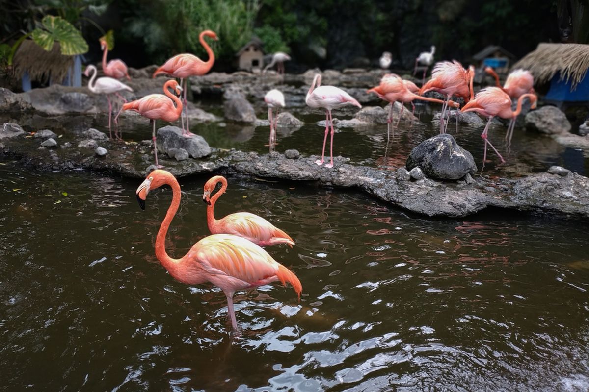 Kolam flamingo, salah satu spot di Jatim Park 2. 