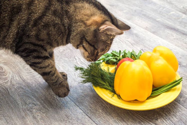 Sayuran yang boleh dimakan kucing.