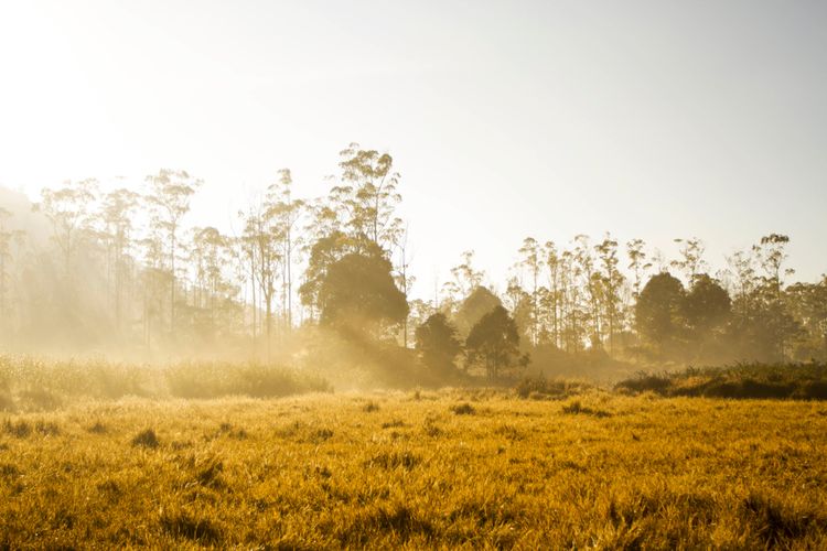 Pemandangan hamparan hijau di Ranca Upas.