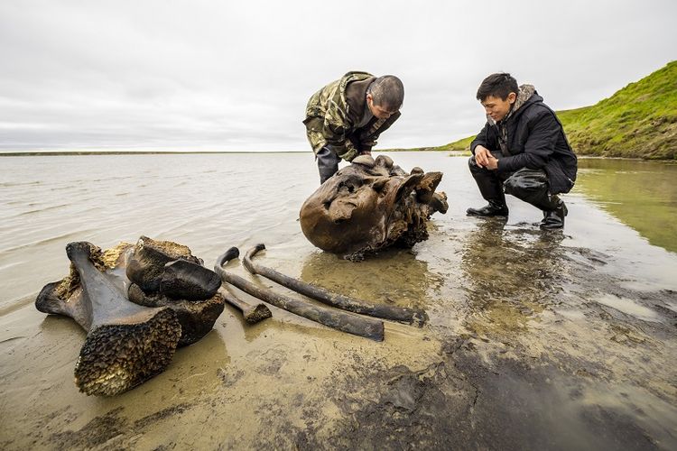 Dalam selebaran yang dirilis oleh Kantor Pers wilayah Gubernur Yamalo-Nenets ini, orang-orang mempelajari fragmen tulang mammoth di Danau Pechevalavato di wilayah Yamalo-Nenets, Rusia, Rabu, 22 Juli 2020.