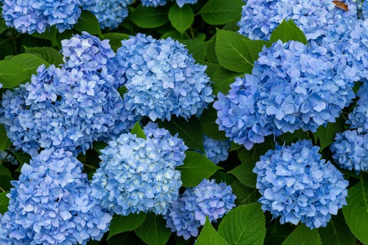 Ilustrasi bunga hydrangea berwarna biru