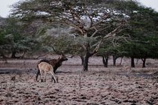 Taman Nasional Baluran Terima 1 Banteng Jantan dari Taman Safari