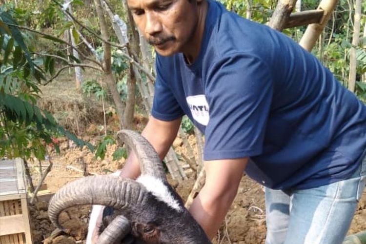 Nono menunjukkan domba bertanduk empat yang diurusnya sejak 2 tahun 2 bulan lamanya di Cibugel, Sumedang, Jawa Barat, Sabtu (10/8/3019) siang. AAM AMINULLAH/KOMPAS.com