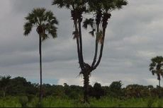 Di Kupang, Ada Pohon Lontar Bercabang Empat