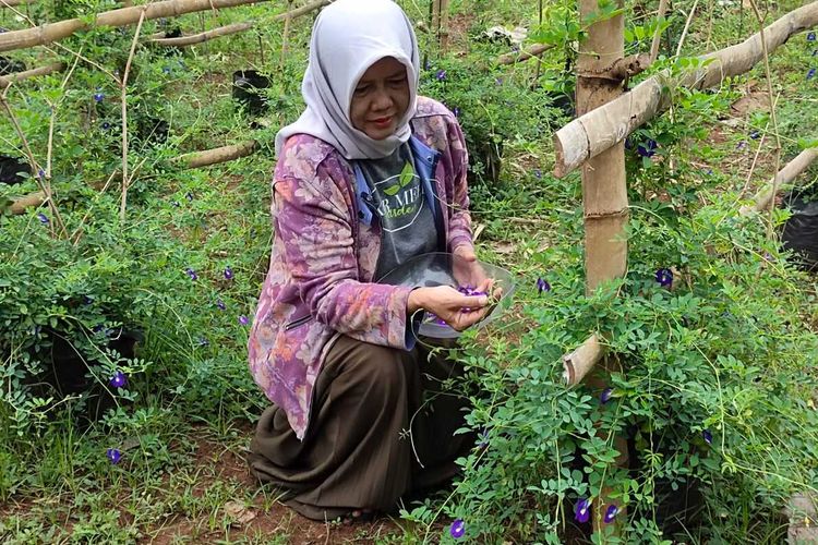 Retno Nurhidayati alias Bu Nuri, pemilik usaha budidaya tanaman bunga telang saat memanen bunga di kebunnya di Desa Prunggahan Kulon, Kecamatan Semanding, Kabupaten Tuban.
