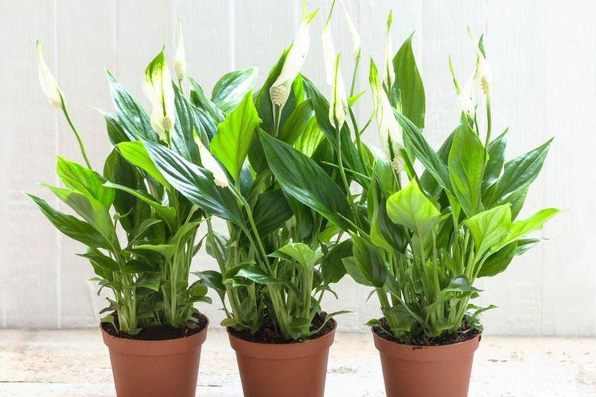 Kesalahan Perawatan Peace Lily yang Bikin Cepat Mati dan Solusinya