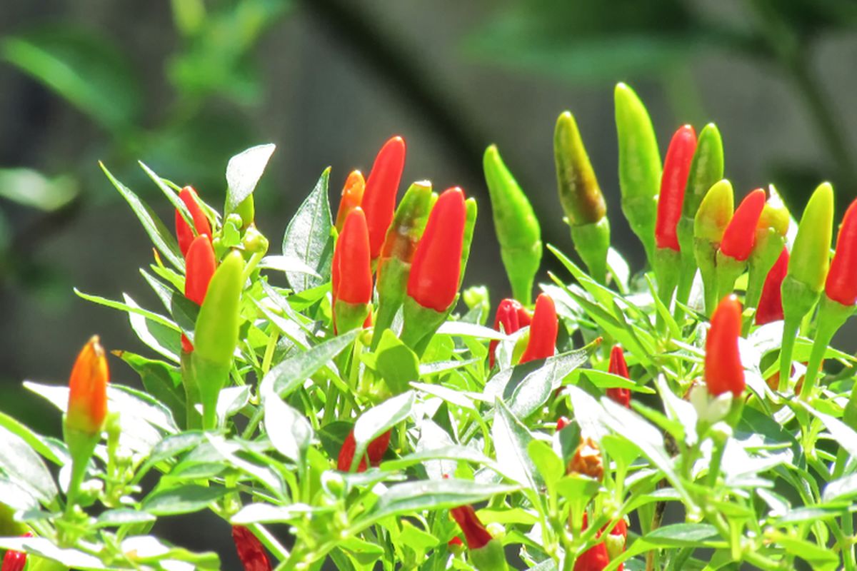 Ilustrasi tanaman cabai rawit. 