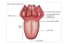 5 Bagian Lidah Manusia Secara Umum