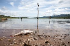 Ribuan Ikan Mati di Sungai Mertam, Bengkulu Selatan, Diduga Tercemar Limbah Pabrik