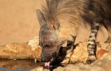 Hyena.