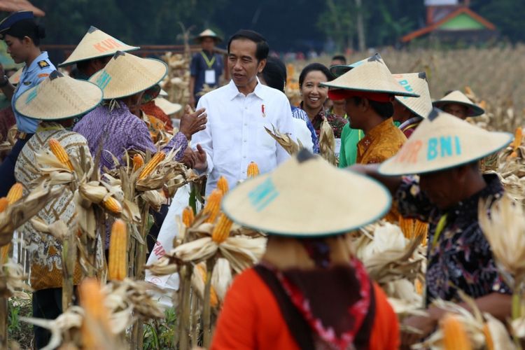 Presiden Joko Widodo bersama Menteri BUMN Rini Soemarno melakukan panen jagung di Tuban Jawa Timur, Jumat (9/3/2018).