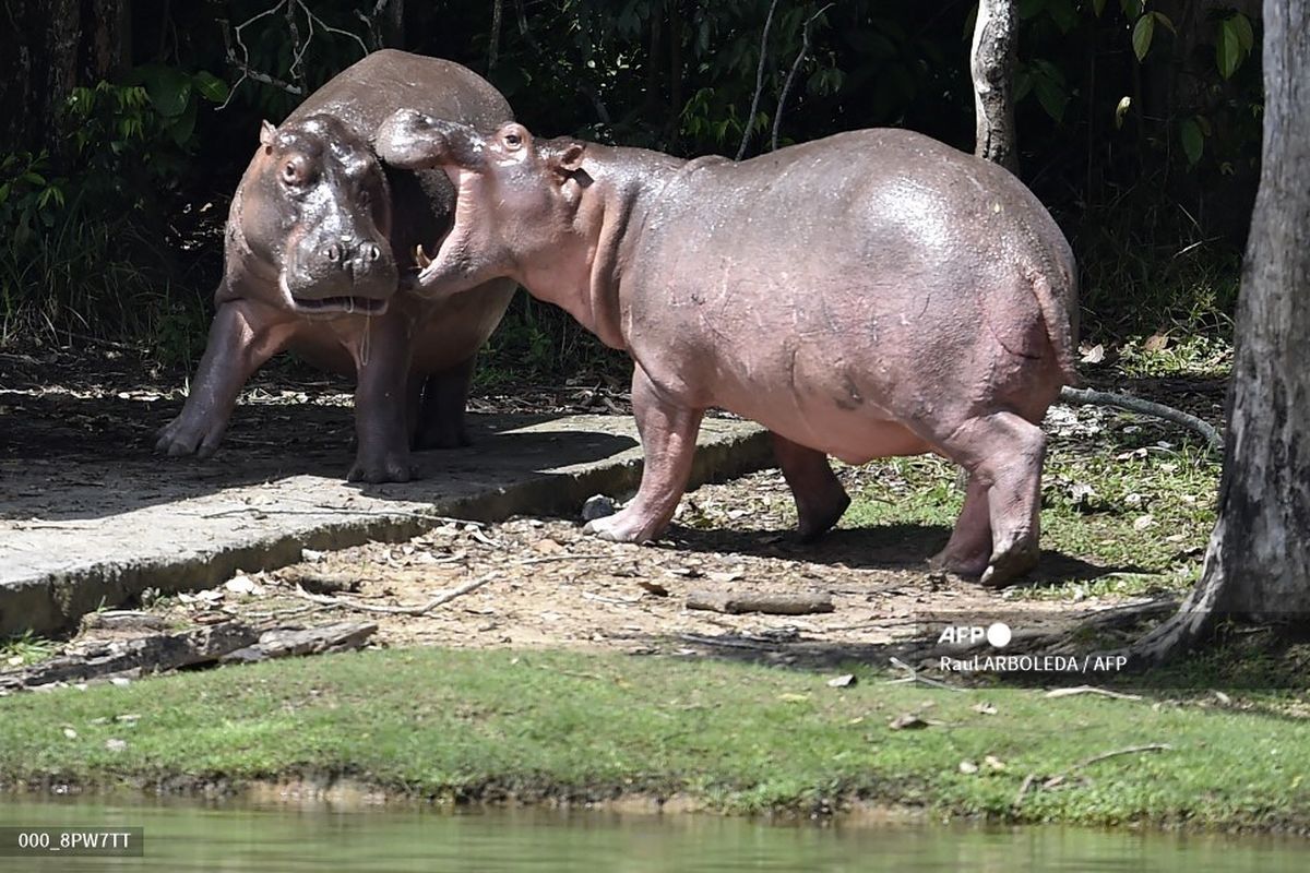 Kuda nil terlihat di Taman Bermain Hacienda Napoles, dulunya merupakan kebun binatang pribadi gembong narkoba Kolombia Pablo Escobar di Doradal, kawasan Antioquia, pada 12 September 2020. Escobar membeli empat ekor kuda nil dari sebuah kebun binatang di California pada 1980-an. Mereka kini berkembang biak sehingga mengancam ekosistem sekitarnya.