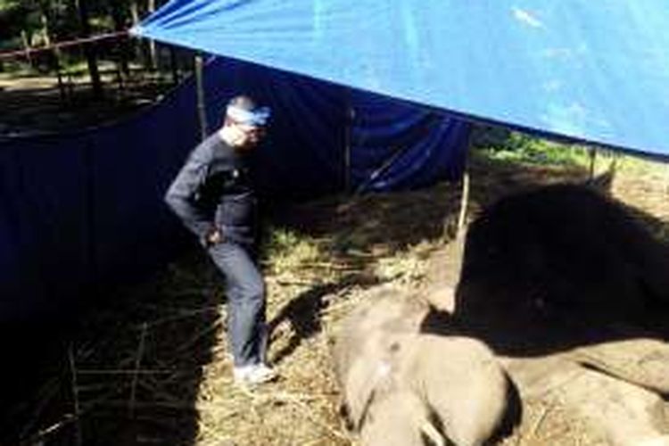 Wali Kota Bandung Ridwan Kamil saat melihat kondisi Yani, gajah Sumatera yang tengah sekarat di Kebun Binatang Bandung, Jalan Taman Sari, Kota Bandung, Rabu (11/5/2016)