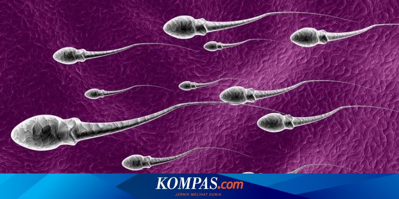 Berapa Lama Sperma Di Luar Tubuh Bisa Hidup