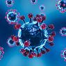 Temuan Kasus di Jabar, Warga Diminta Waspadai Virus Hanta, Apa Itu?