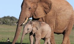 Video Viral Anak Gajah Diduga Terjerat, Kemenhut Sebut Lokasinya di Malaysia