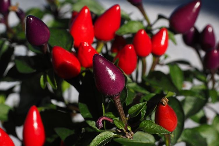 Ilustrasi cabai hias