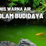 Jenis-jenis Warna Air Pada Kolam Budidaya Ikan
