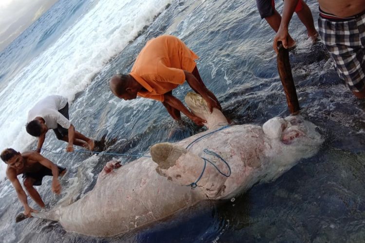 Warga desa Tengah-Tengah, Kecamatan Salahutu, Kabupaten Maluku Tengah menemukan bangkai seekor dugong di wilayah itu, Rabu sore (22/7/2020)