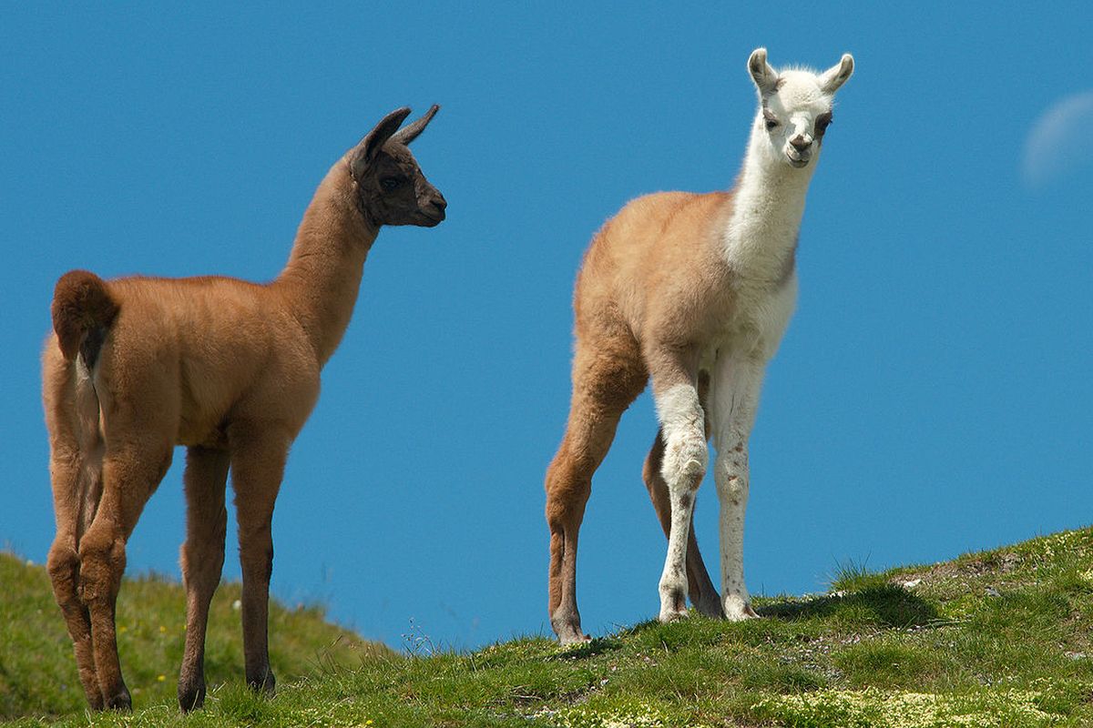 Ilustrasi ilama (Lama glama), antibodi hewan ini dipelajari peneliti dari University of Texas, Austin dan ditemukan dapat melawan virus corona yang menyebabkan Covid-19.