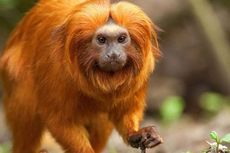 17 Ekor Kera Langka Dicuri dari Sebuah Kebun Binatang di Perancis