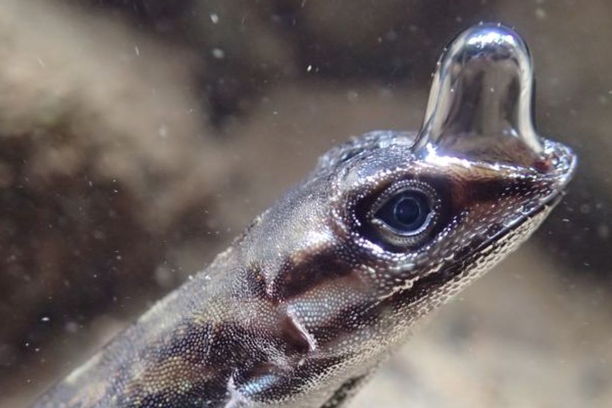 Gelembung udara di atas kepala kadal anole yang berfungsi sebagai scuba.