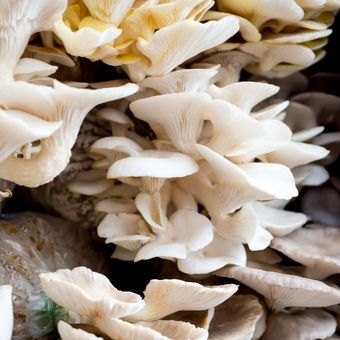 Ilustrasi jamur tiram, budidaya jamur tiram, baglog jamur tiram.