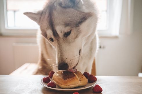 Waspada, Anjing Juga Bisa Keracunan Makanan