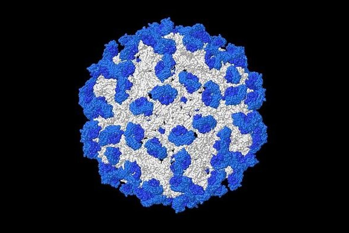 Struktur Virus Dengue